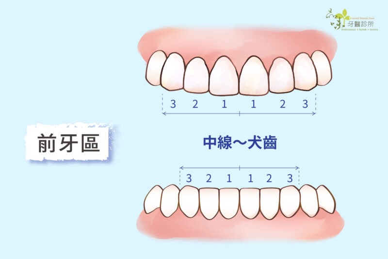 上下前牙各八顆